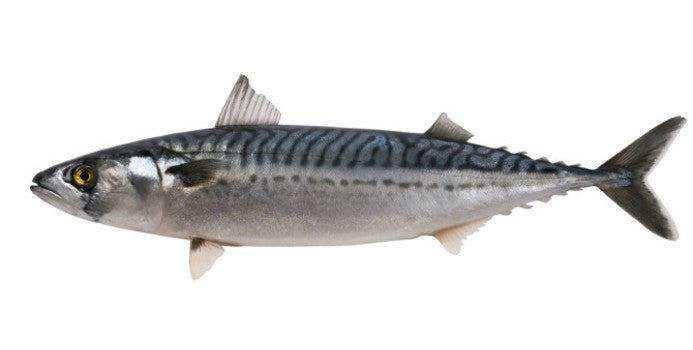 Mackerel Fish - Per Pound